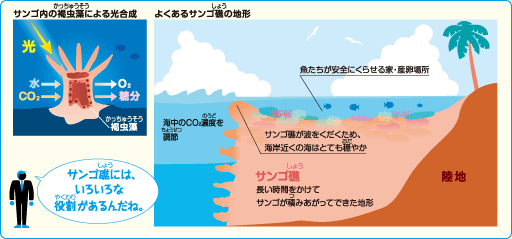 サンゴ礁（しょう）の役割（やくわり）